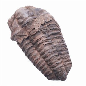 Trilobit - cca 5 - 6 cm